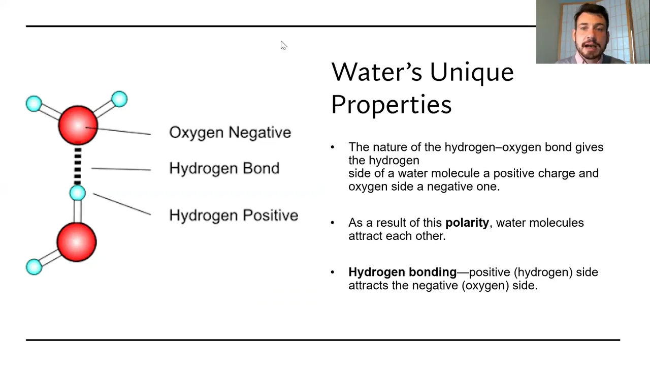 A diagram shows two water molecules illustrating oxygen as negative, hydrogen as positive, and the hydrogen bond between them. Text explains water's unique properties.