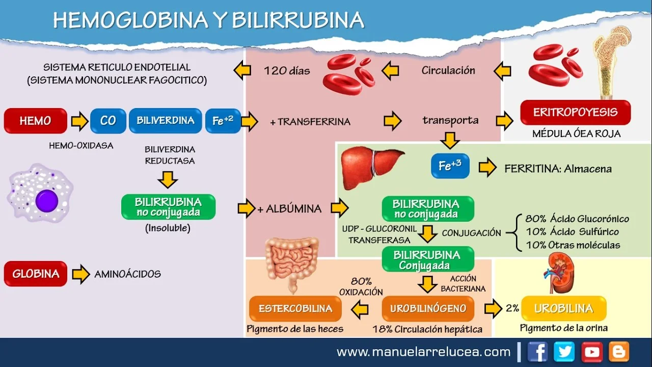 Metabolismo de la Hemoglobina y Bilirrubina