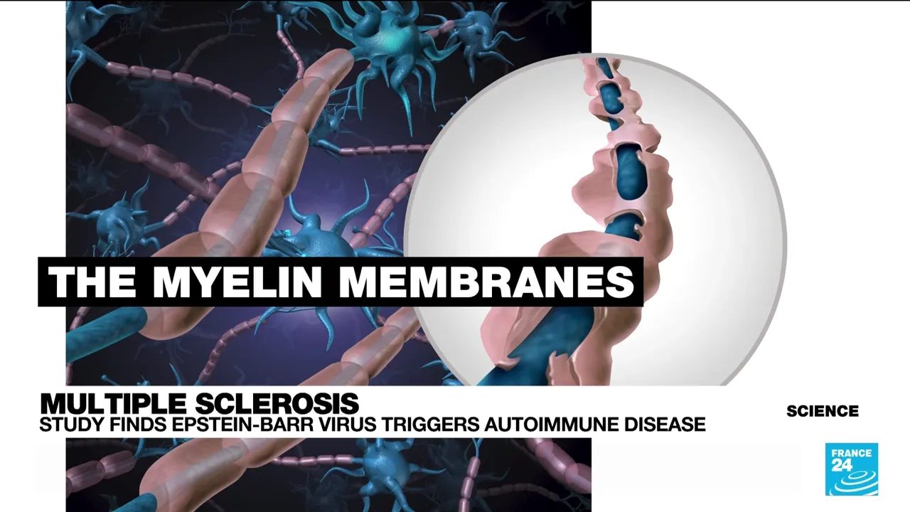 Close-up of myelin membranes